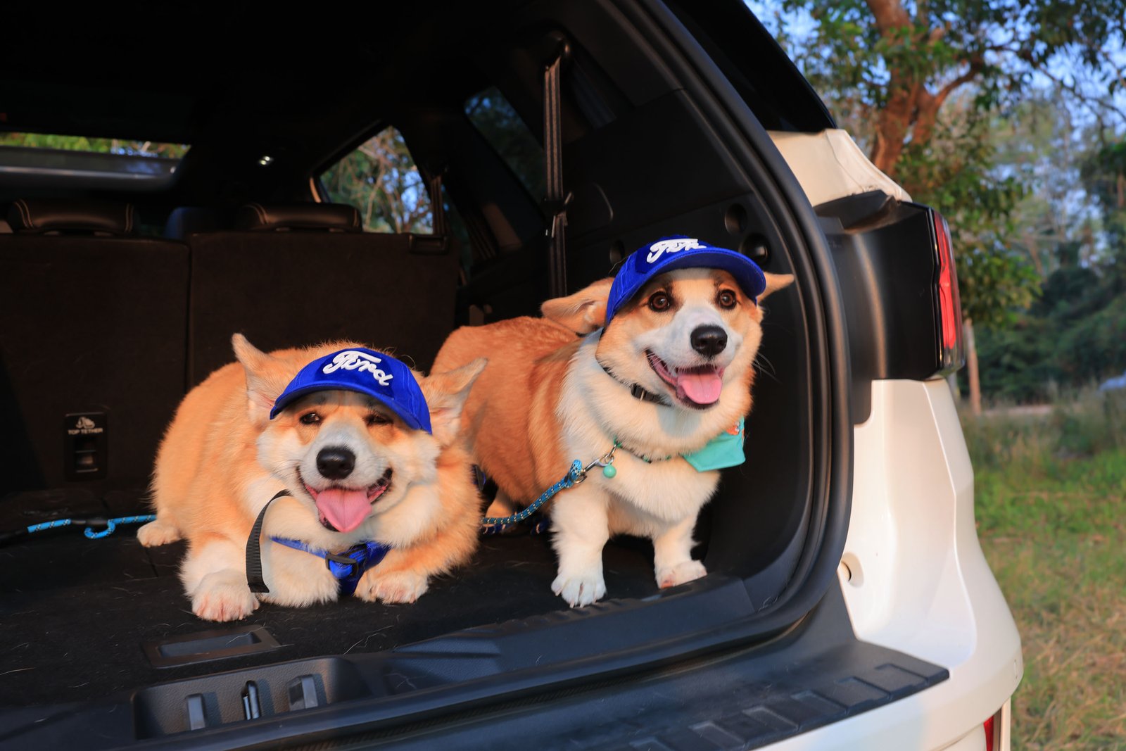 Ford Love Your Pet Day 5